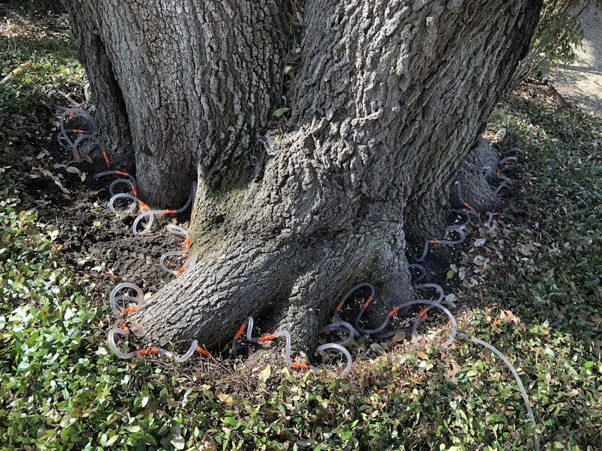 Detailed Tree Cabling and Bracing job site in Spencerville